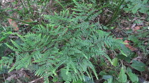 Adiantum formosum plant shape