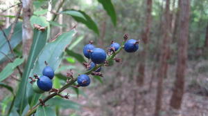 Alpinia caerulea fruit