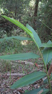 Alpinia caerulea leaves