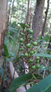 Alpinia caerulea green fruit