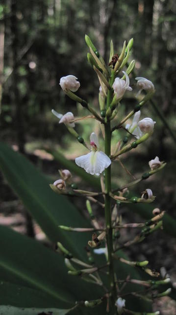 Alpinia caerulea flower spike