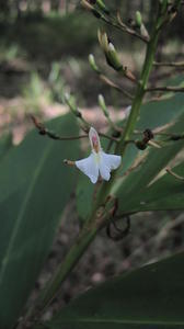 Alpinia caerulea flower