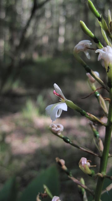 Alpinia caerulea flower