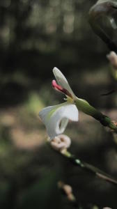 Alpinia caerulea flower