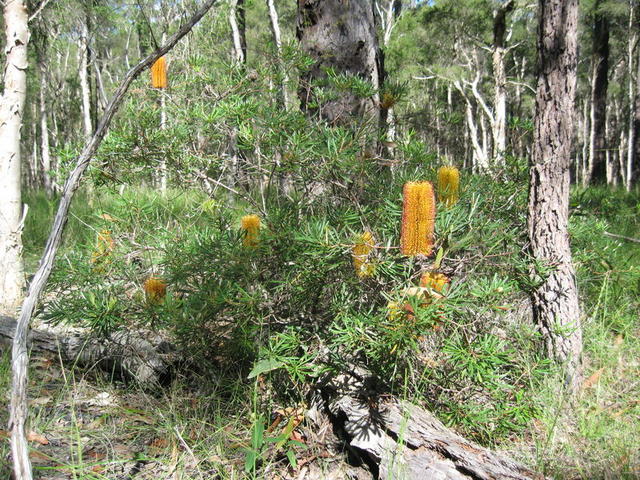 Banksia spinulosa habit