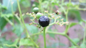 Cayratia clematidea ripe fruit