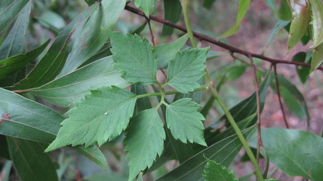 Cayratia clematidea leaf