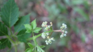 Cayratia clematidea flowers