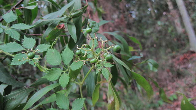 Cayratia clematidea green fruit