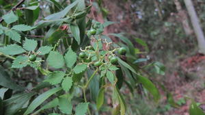 Cayratia clematidea green fruit