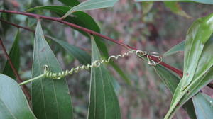 Cayratia clematidea tendrils