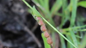 Zornia dyctiocarpa seed pod