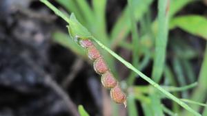 Zornia dyctiocarpa seed pod