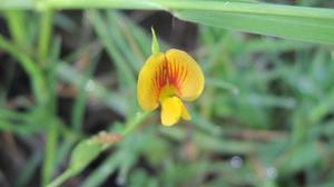 Zornia dyctiocarpa flower