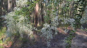 Bursaria spinosa flowers