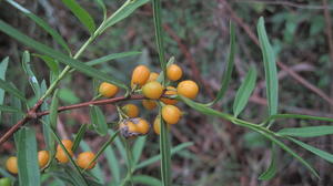 Maytenus silvestris ripe fruit