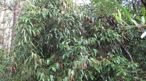 Smilax glyciphylla plant habit