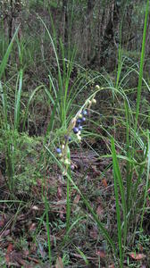 Gymnostachys anceps plant shape