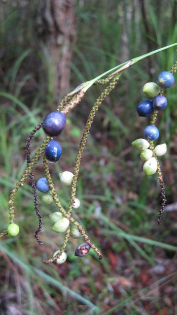 Gymnostachys anceps ripe fruit