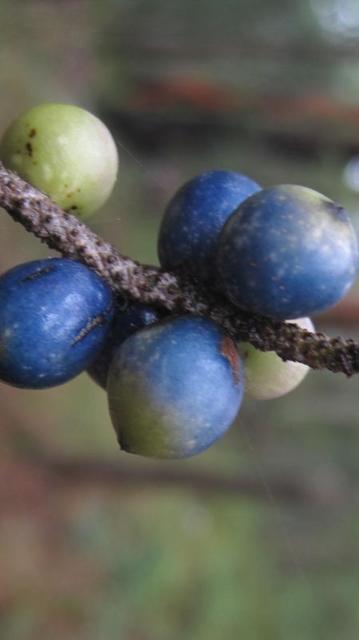 Gymnostachys anceps ripe fruit