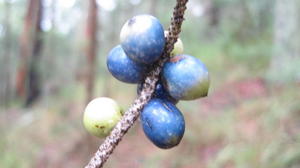 Gymnostachys anceps ripe fruit