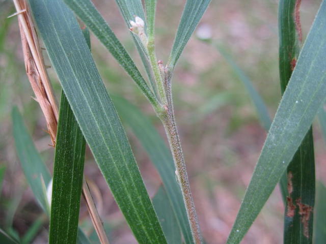 Acacia melanoxylon hairy new growth