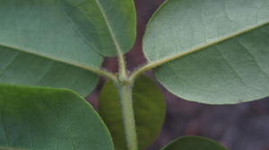 Syncarpia glomulifera hairy stems on new growth