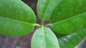 Syncarpia glomulifera hairy stems on new growth