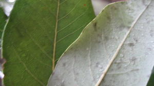 Syncarpia glomulifera paler underside of leaf