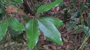 Syncarpia glomulifera mature leaves