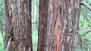 Syncarpia glomulifera bark