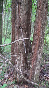 Syncarpia glomulifera trunk