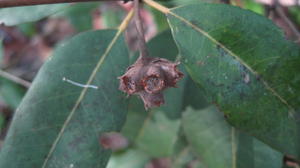 Syncarpia glomulifera - Turpentine