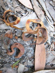 Acacia melanoxylon pods