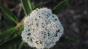 Platysace lanceolata flower head