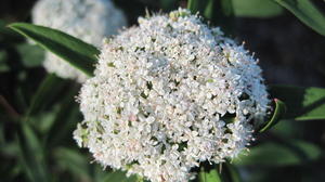 Platysace lanceolata flower head