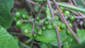 Stephania japonica green fruit