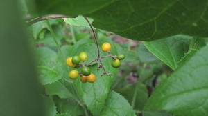 Stephania japonica ripe fruit