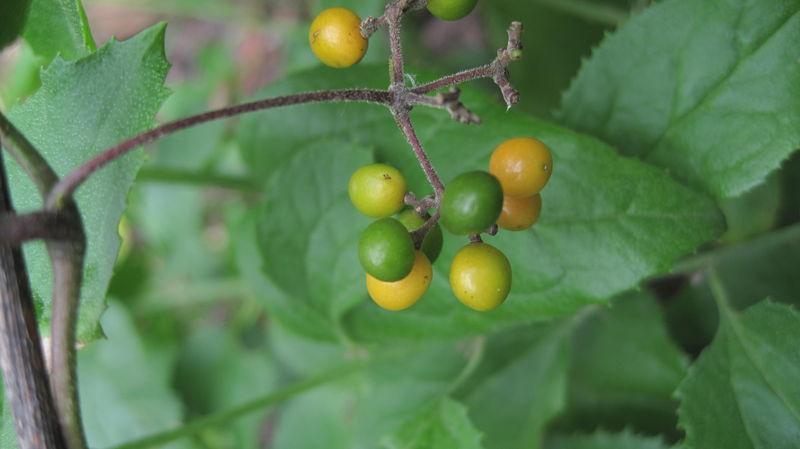 Stephania japonica ripe fruit