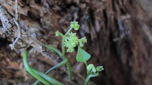 Stephania japonica flowers