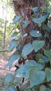Stephania japonica plant shape