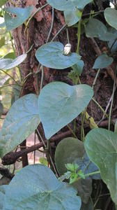 Stephania japonica leaves