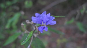Dampiera purpurea