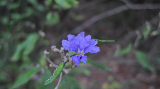 Dampiera purpurea flower