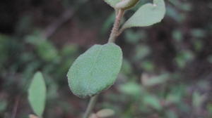 Dampiera purpurea stem and leaf