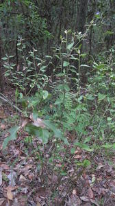 Dampiera purpurea plant shape