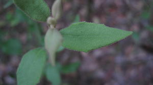 Dampiera purpurea leaf
