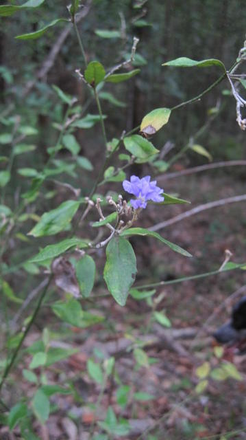 Dampiera purpurea branchlet