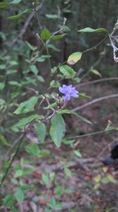 Dampiera purpurea branchlet