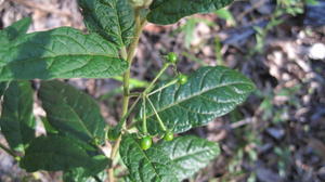 Solanum stelligerum green fruit